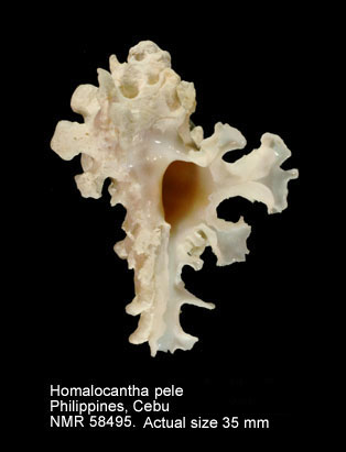 Homalocantha pele.jpg - Homalocantha pele (Pilsbry,1918)